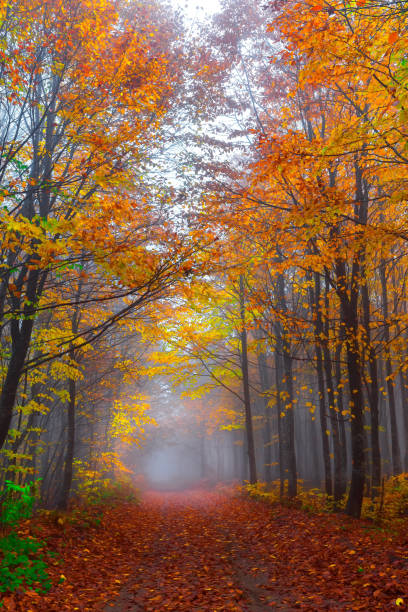 istock Gorgeous forest road. Autumn Landscape. 1062877196