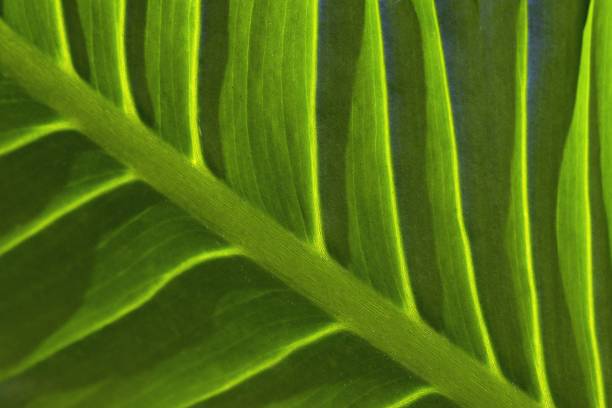 istock Closed up bright green leaf details. 1062877248
