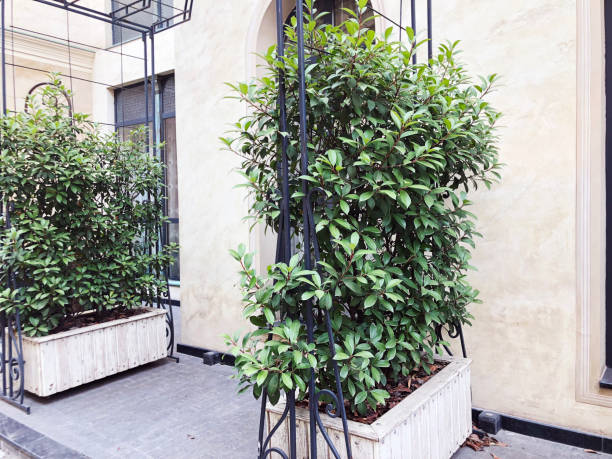 istock Old Tbilisi architecture, decorative bushes with the facade of the building 1062879110