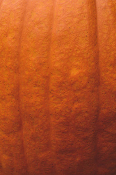 istock Pumpkin Skin Texture Close Up, Backgrounds 1062879470