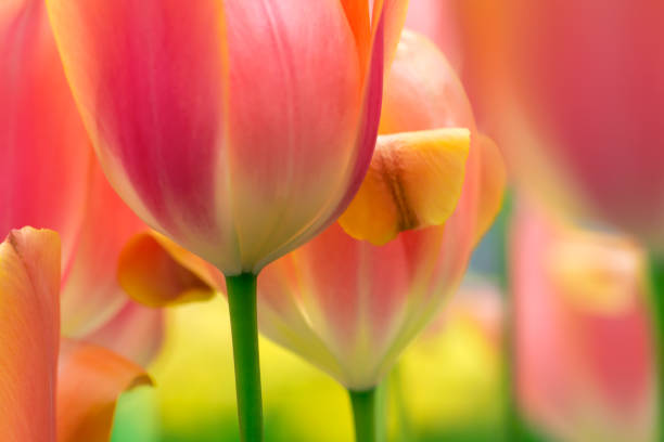 Light red tulip flowers close-up using shallow focus in soft lighting. Soft and gentle spring tulip flower natural background. Red tulips on flowerbed.