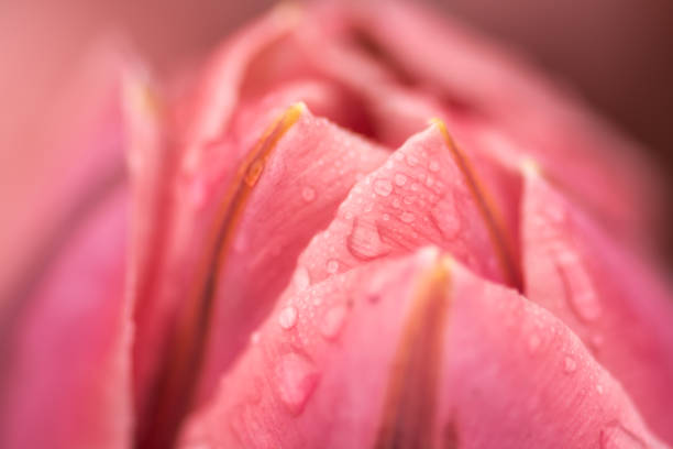 istock Pink tulip flower 1062885536