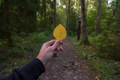 Man holding autumn yellow leaf in front of the forest