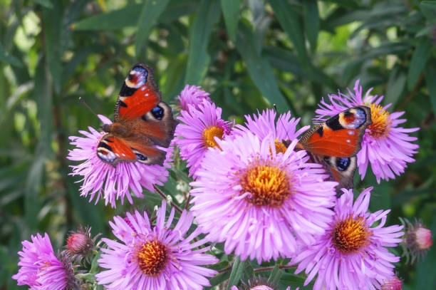istock Purple asters and peacock butterflies 1062890100