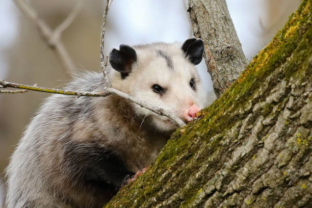 istock The Virginia Opossum (Didelphis virginiana) on the tree. 1062890358