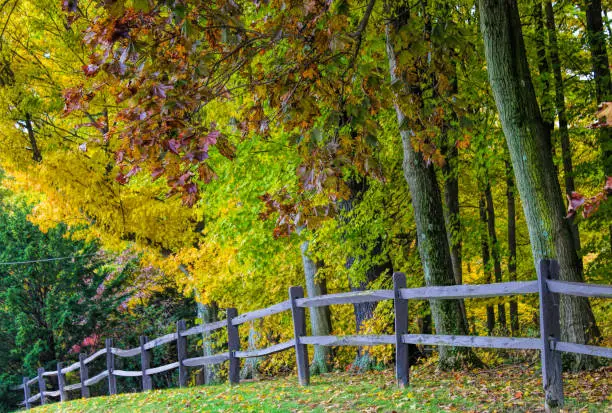 Colorful fall landscape in bright tones, fall trees in town