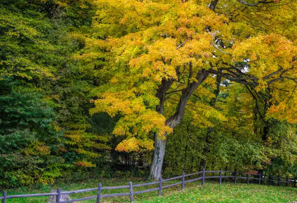 Colorful fall landscape in bright tones, fall trees in town