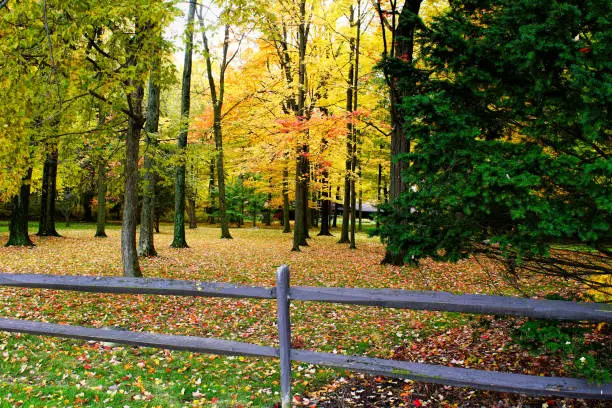 Colorful fall landscape in bright tones, fall trees in town