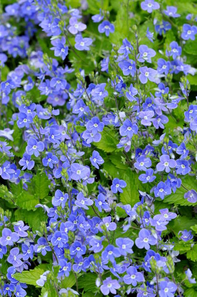 istock bird's-eye speedwell Veronica chamaedrys 1062893970