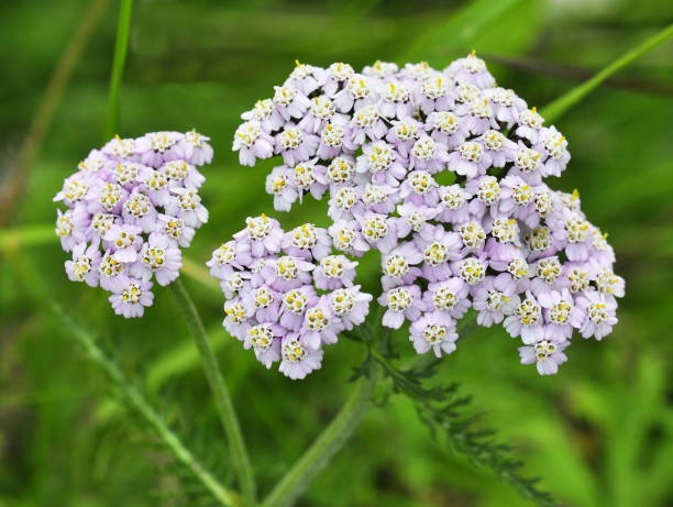 achillée millefeuille - yarrow photos et images de collection