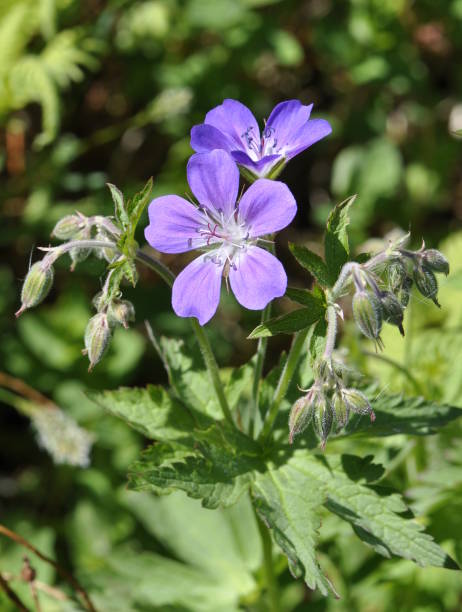 istock Woodland cranesbill 1062894142