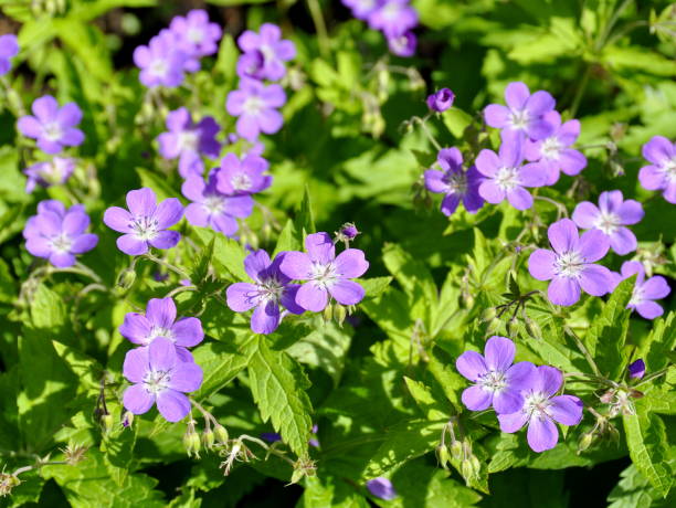 istock Woodland cranesbill 1062894146
