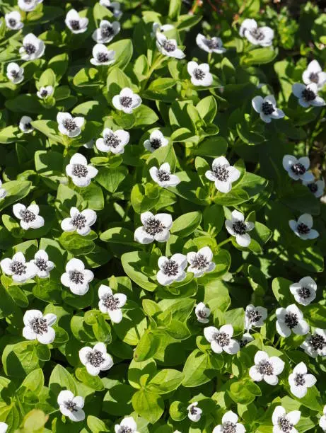 Vector illustration of Cornus suecica flowers