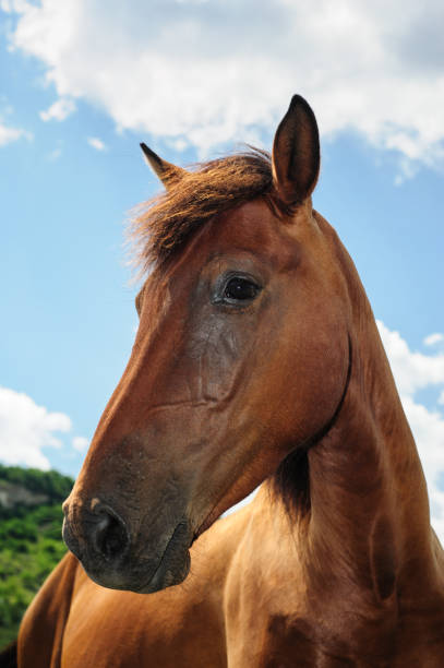 istock Red horse head portrait 1062894520