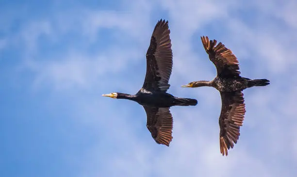 Photo of Great cormorant (Phalacrocorax carbo) in Nallihan Bird Sanctuary, Ankara