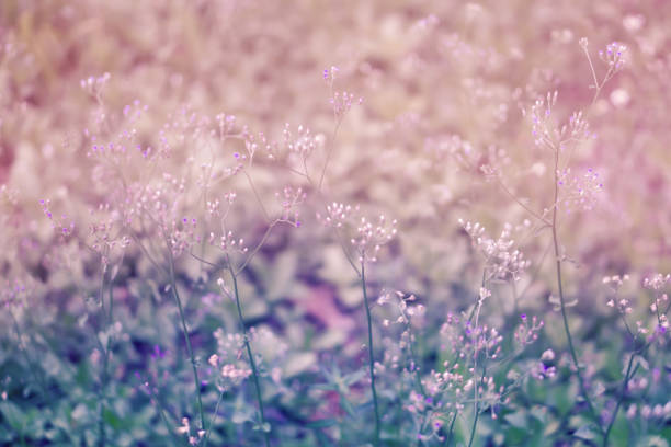 istock colorful  grass flower  soft focus spring ,autum nature  wallpaper   background 1062894708