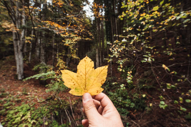 istock Holding a yellow leaf against a forest in autumn 1062894902