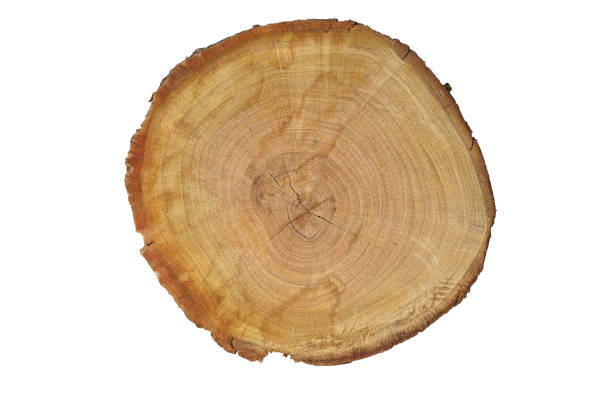 istock real wood cut texture. background High Resolution Background for design 1062896880