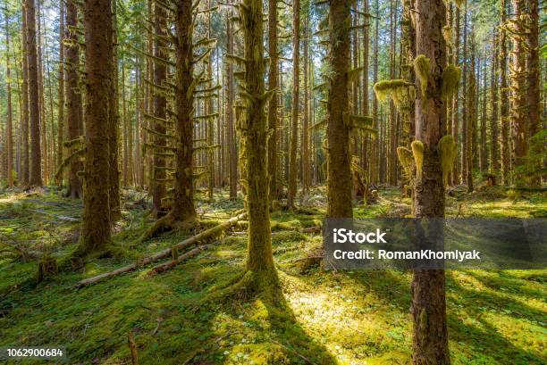 Rainforest With Lots Of Trees Covered With Moss Hoh Rain Forest Stock Photo - Download Image Now