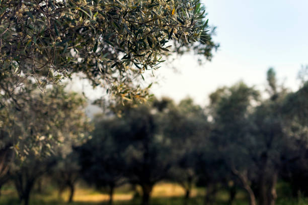 istock Olive farm close up landscape in spring season. 1062900790