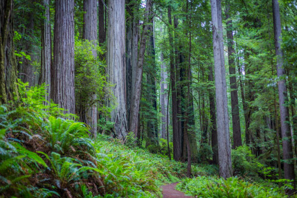 istock West Ridge and Plairie Creek trail, 1062901026