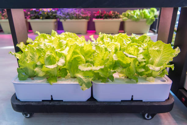 istock Greenhouse vegetables Plant with Led Light Indoor Farm Technology 1062903072
