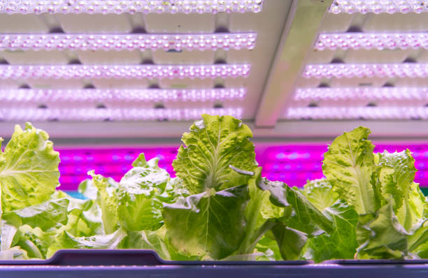 gewächshausgemüse pflanze mit led licht indoor landtechnik - hydroponics vegetable lettuce greenhouse stock-fotos und bilder