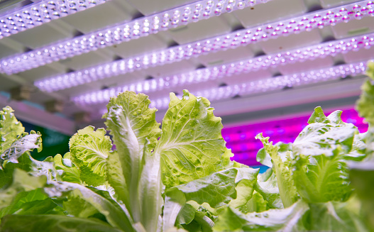 Greenhouse vegetables Plant row Grow with Led Light Indoor Farm Technology