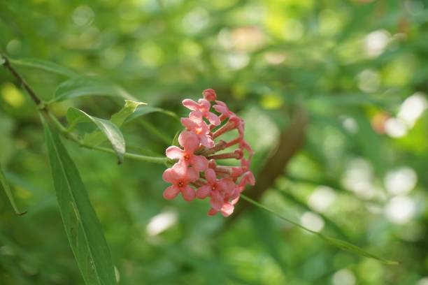 istock pink Panama rose flower in nature garden 1062905716