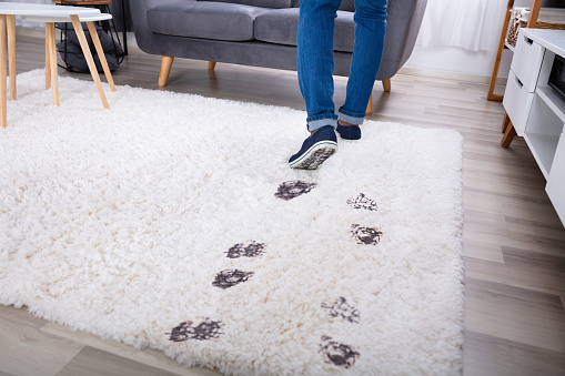 Low Section View Of A Person Walking With Muddy Footprint On Carpet At Home