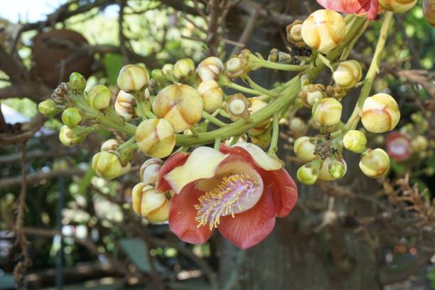 istock sal flower in nature garden 1062907090