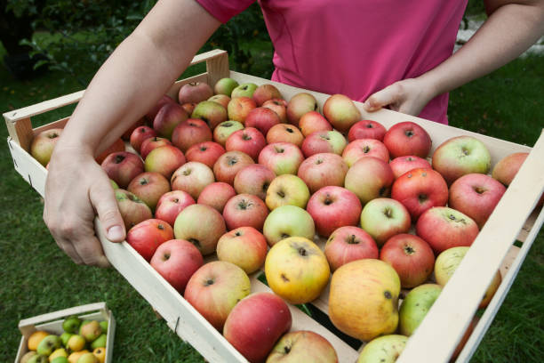 Fresh, organic grown apples just picked from tree