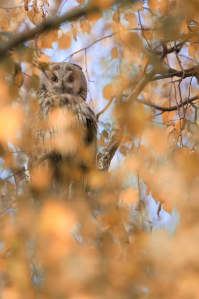istock Pallas Athena, the wood owl. 1062907860
