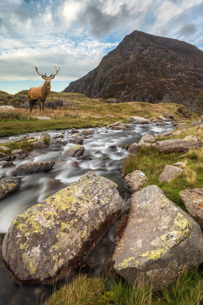 istock Dramatic landscape image of red deer stag by river flowing down mountainous landscape in Autumn 1062907876