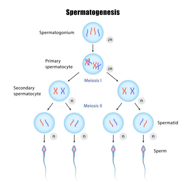 Spermatogenesis Stock Illustration - Download Image Now - Spermatogenesis,  Meiosis, Spermatogonia - iStock