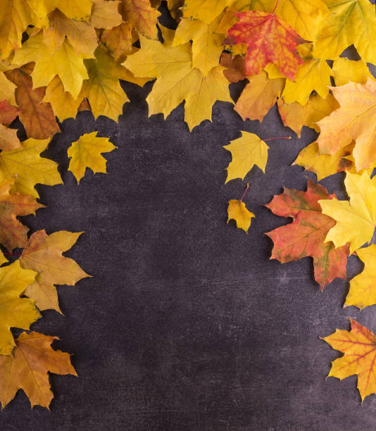istock Bright beautiful autumn leaves on a dark background. Top view 1062909388