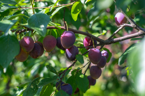 A full of plums branch in the garden stock photo