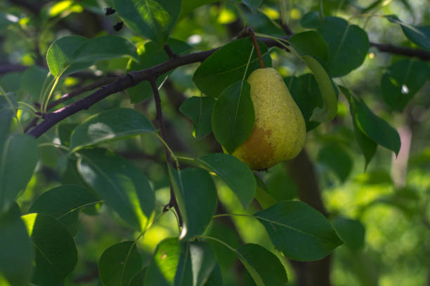 A fresh pear hanging on the tree in the garden stock photo