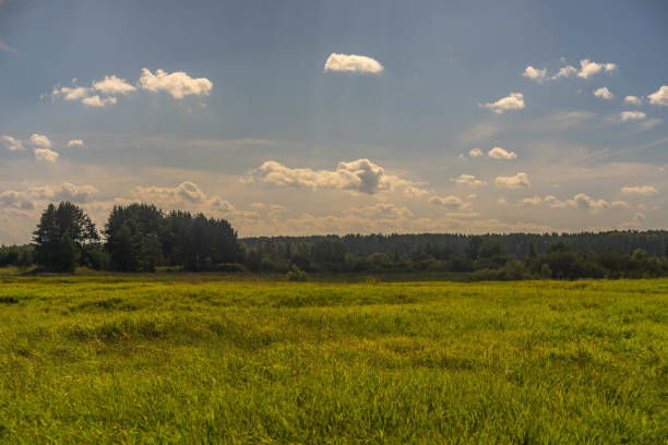 Tranquility sunny landscape in the russian field stock photo