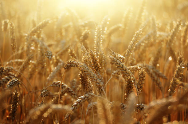 istock Wheat field under cloudy blue sky in Ukraine 1062915012