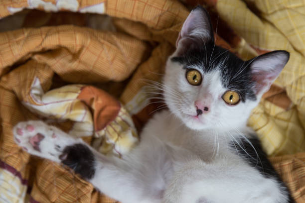 istock happy black and white kitty cat playing on the blanket and looking at the camera 1062915146