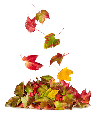 colorful autumn falling flying down on fall pile of leaves foliage seasonal concept on white isolated background