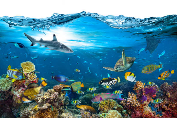 underwater paradise coral reef wave isolated background underwater paradise background coral reef wildlife nature collage with shark manta ray sea turtle colorful fish with wave in front isolated on white background sea life isolated stock pictures, royalty-free photos & images