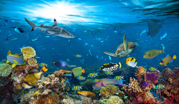 istock underwater paradise coral reef colorful fish background 1062918082