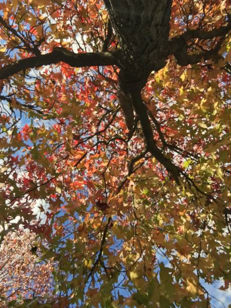 istock Autumn in London, England 1062921386
