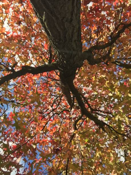 istock Autumn in London, England 1062921428