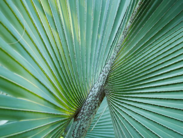 istock Abstract Green Tropical palm leaves 1062924086