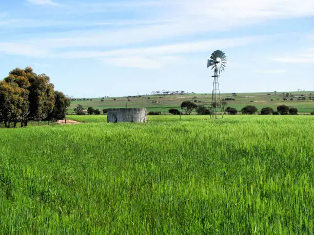 Green crop of barley with a windmill and concrete water storage tank in the background on a farm in Western Australia
