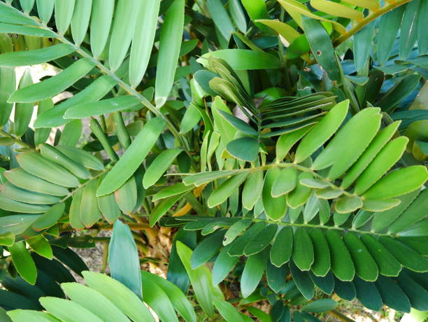 istock Tropical jungle palm leaf in garden 1062926748