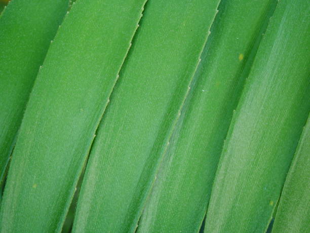 istock Tropical jungle palm leaf in garden 1062926764